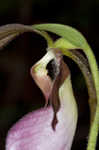 Pink lady's slipper <BR>Moccasin flower